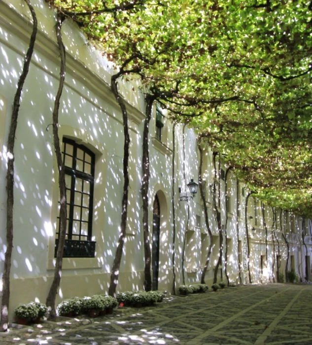 Tio Pepe Jerez Street 