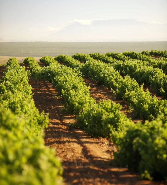 Groenekloof Vineyards Neil Ellis South Africa 