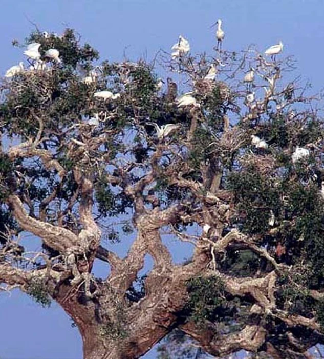 coto doñana gonzález byass
