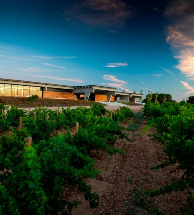 Beronia Rueda vineyard