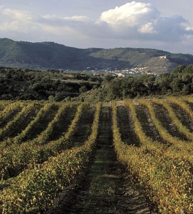 Viñedos de Viñas del Vero en el Somontano