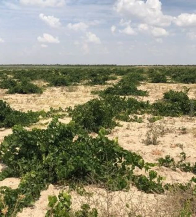 Un viñedo de 74 años en la D.O. Rueda  