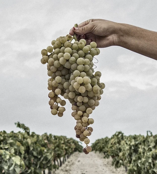 Vendimia ecológica en González Byass