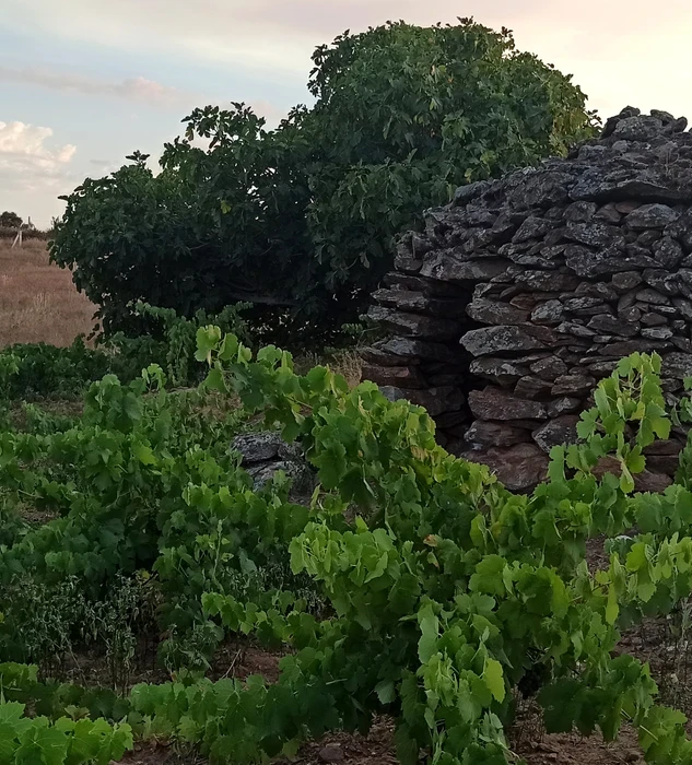 Ángel de Viñas