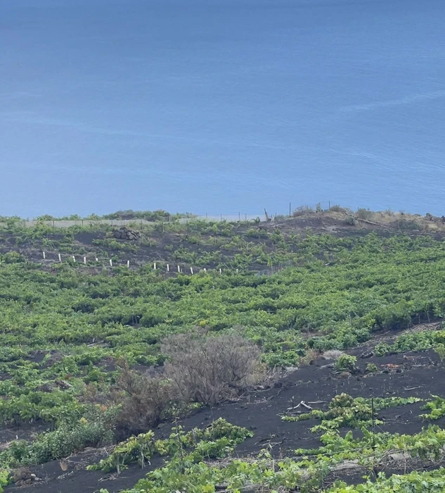 Angel de viñas en la Palma