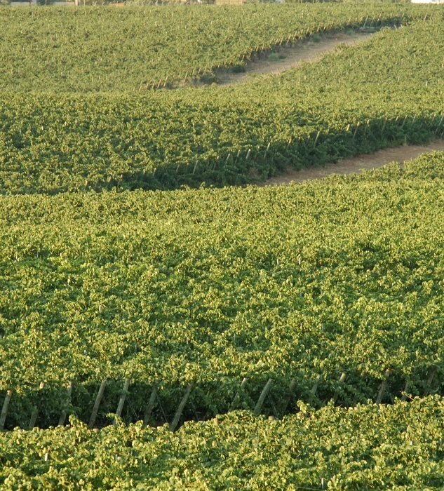 Viñedos Veramonte
