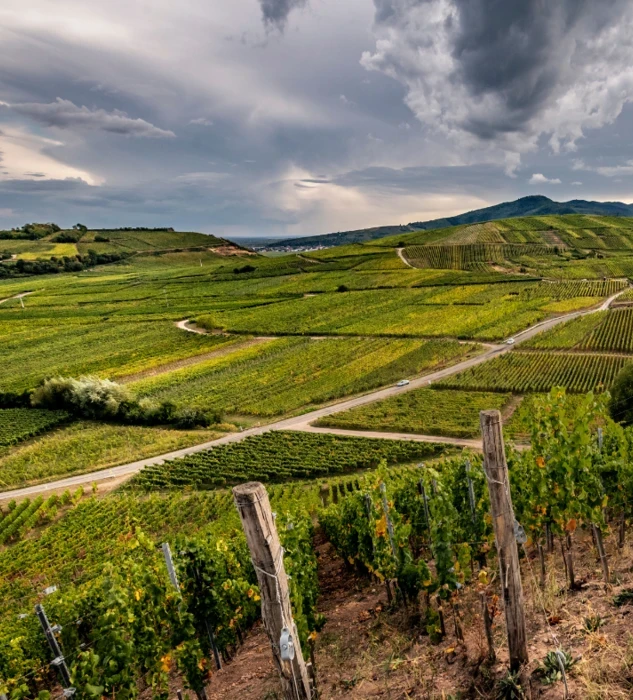 Domaine Zind-humbrect vineyards