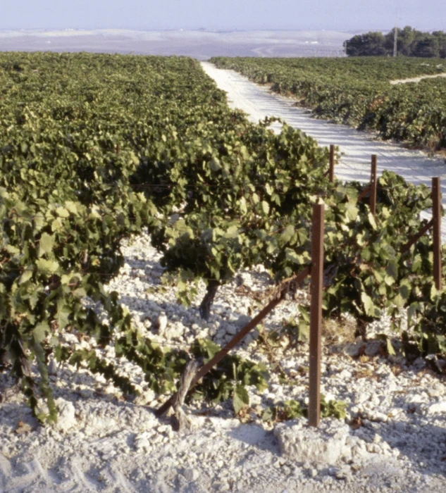 World's best vineyards 2024